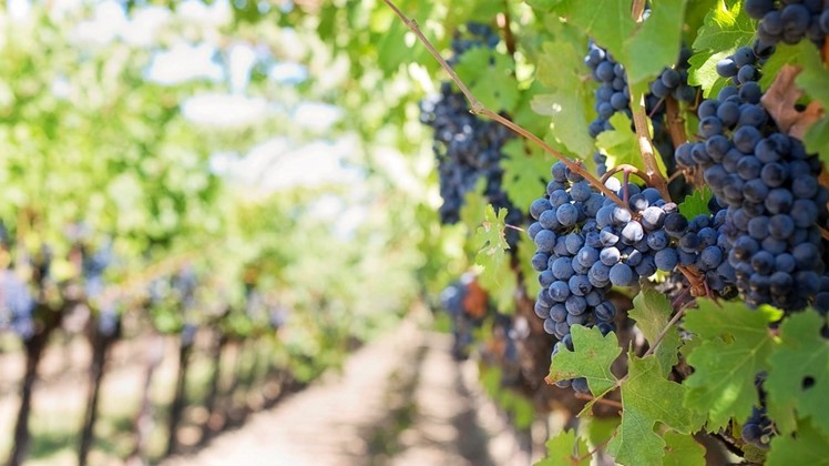 Imagem Ponto de Interesse - Vinicultura 1 Site