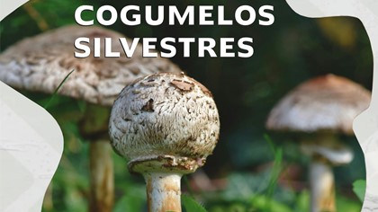 Imagem Notícia - Pan Anexo NI CIART Cogumelos Silvestres CMVVR