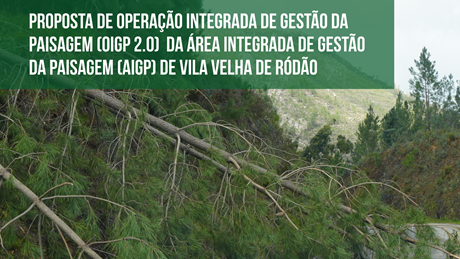 Pan Comunicado Kristin