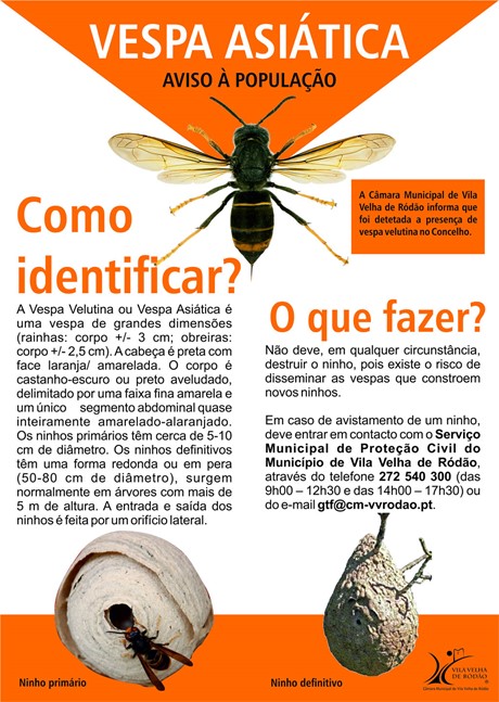 Imagem Evento - Informação Vespa Velutina 2 