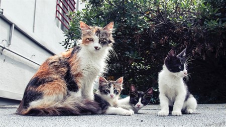 Anexo NI Campanha Esterilizacao Animais Errante CMVVR